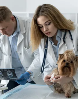Animal Care